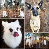 Foto van Dutchshepherdteam