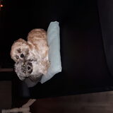 Foto van christel bumper en milo