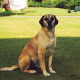 Dit is onze Luca, een kruising tussen een Golden Retriever (moeder) en…
