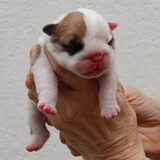 dochter van Clarence