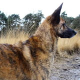 Foto van Dutchshepherdteam