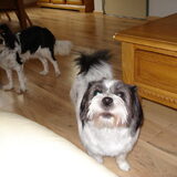 onze jeno is een kruising shitzu en jack russel en is nu ruim 4 jaar oud