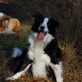 Tess bordercollie die inmiddels 11 jaar is ze is erg ziek geweest heeft…