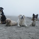 Kleine meeting op het strand met dezelfde leuke groep honden! Van links…