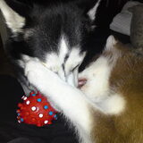 Foto van Kaya en Koda