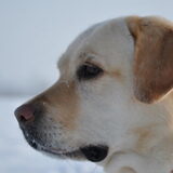 Mijn lieve, trouwe labrador Beau. Ze overleed op 1 februari en is 11…