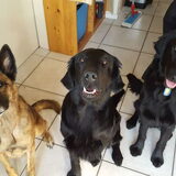 Foto van Dutchshepherdteam