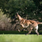 Foto van Dutchshepherdteam