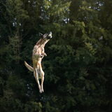 Foto van Dutchshepherdteam