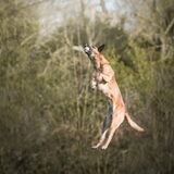 Foto van Dutchshepherdteam