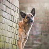 Foto van Dutchshepherdteam