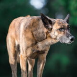 Foto van Dutchshepherdteam