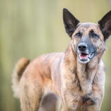 Foto van Dutchshepherdteam
