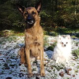 Foto van Dutchshepherdteam