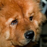 Chow Chow