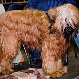 Briard (Franse Herdershond)