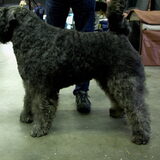 De Bouvier