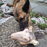 Foto van Dutchshepherdteam