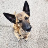 Foto van Dutchshepherdteam