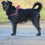 Foto van Sandra, Ozzie (overleden) Iris en Zoë