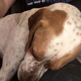 Foto van Bert