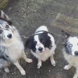 Foto van Angelique; Bruno, Charlie & Fenna