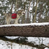 Foto van Alaska's Finest!