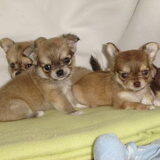 puppies van diesel