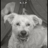 R.I.P. trouwe vriend