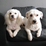 Schatjes!