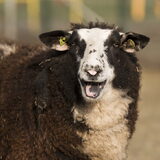 Foto van Ellen, vrouwtje van Noortje