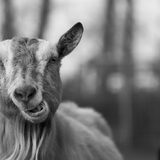 Foto van Ellen, vrouwtje van Noortje