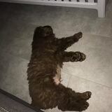 Foto van Newfie Rex van Trisha