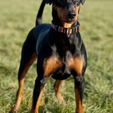 Duitse Pinscher Etana poseert voor de camera