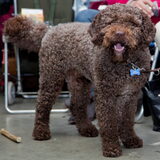 Spaanse Waterhond
