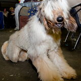 Afghaanse Windhond