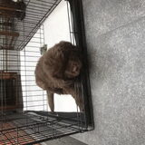 Foto van Newfie Rex van Trisha
