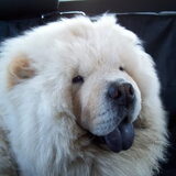 Onze Balto, flinke jongen in de auto!!!