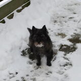 Zoals je ziet, houdt onze Chelsea van de sneeuw.