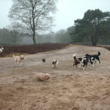 Foto van liesbeth,Turbo,Luna, Levi en Faith