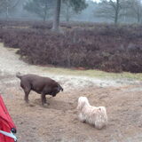 Foto van liesbeth,Turbo,Luna, Levi en Faith