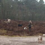 Foto van liesbeth,Turbo,Luna, Levi en Faith