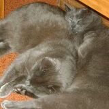 Mijn lieve, mooie kattenmannen, Muck en Morris!!!