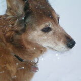 bobby in de sneeuw