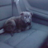 Rocky in de auto