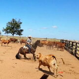 Foto van Dutchshepherdteam