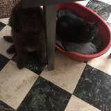 Foto van Newfie Rex van Trisha
