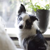 Foto van Angelique; Bruno, Charlie & Fenna