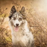 Foto van Angelique; Bruno, Charlie & Fenna