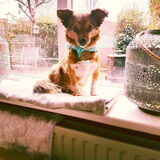 Foto van Desi